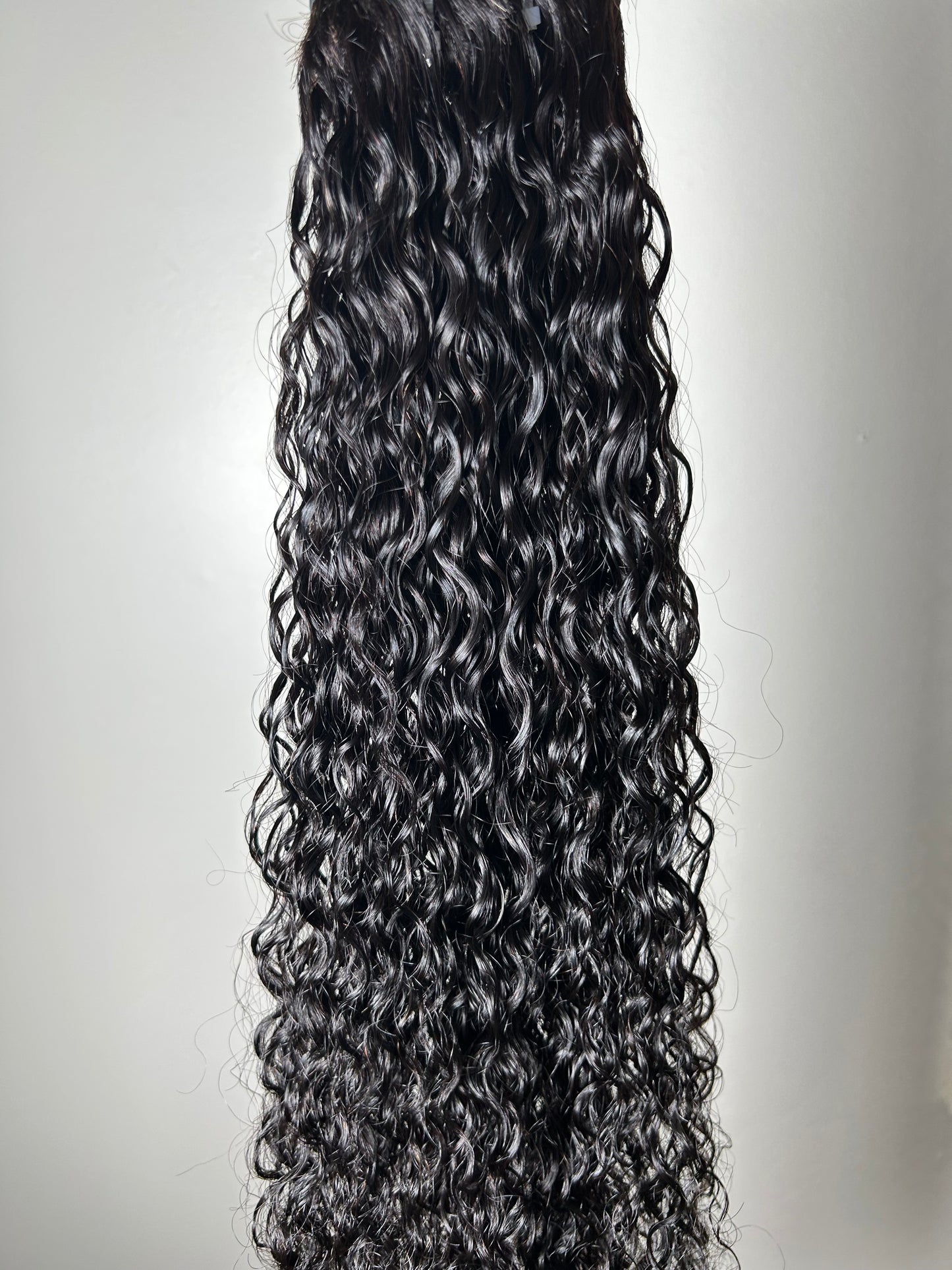 Burmese Spanish Curly